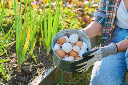 Fertilizing onion plants with eggshells, outdoor kitchen vegetable garden