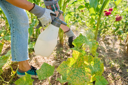 Cucumber bushes affected by fungal diseases peronosporosis, female with spray treating bush