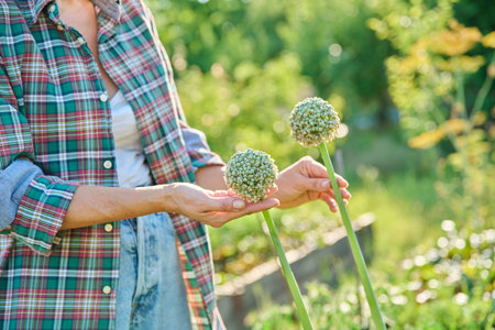 Onion flowers in gardeners hands, close-up balls with seeds