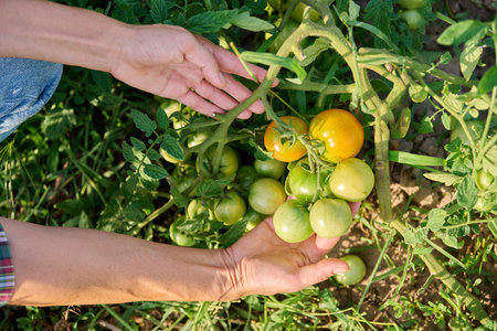 Female hands showing tomato plant with unripe green yellow tomatoesの写真素材