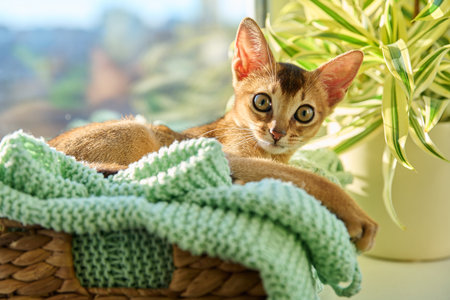 Portrait of wild colored Abyssinian cat, playful three month old kitten in a homeの写真素材