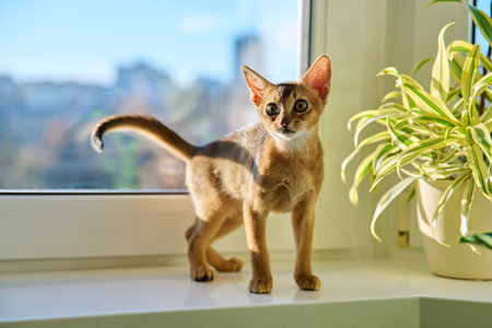 Portrait of wild colored Abyssinian cat, playful three month old kitten in a homeの写真素材