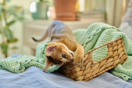 Portrait of wild colored Abyssinian cat, playful three month old kitten in a homeの写真素材
