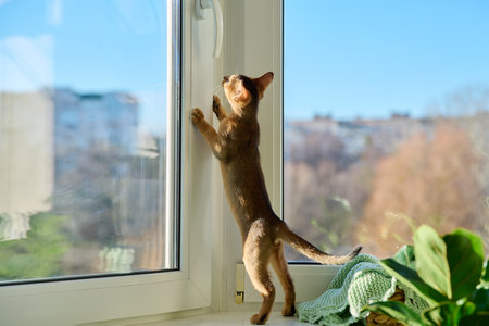 Portrait of colored Abyssinian cat, playful three month old kitten in a homeの写真素材