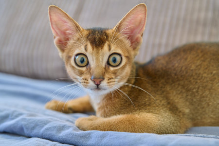 Portrait of wild colored Abyssinian cat, three month old kitten in a homeの写真素材