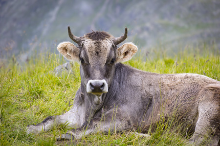 Cow on the European Alps. A cow is sitting at an alpine meadow in the European Alps. Was seen in the Schnalstal Valley, South Tyrol.の写真素材