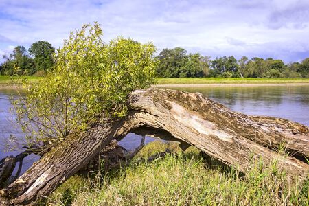 Green Landscape with an old willow tree at the Elbe River in Saxony-Anhaltの写真素材