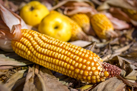 Still life with corncob and apples in autumn