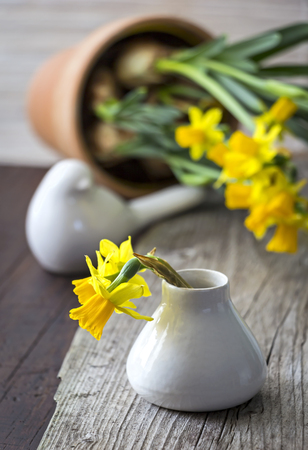 Daffodils in a vase on the table. In the background there is a flowerpot. Spring still life.の写真素材