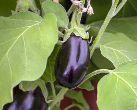 Eggplants are slowly ripened and can be harvested.の写真素材
