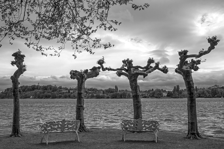 Planes (Platanes) are on the banks of Lake Constance, on the Mainau River near Constance. It is a stormy gray summer day. Plane trees are very interesting trees.の写真素材