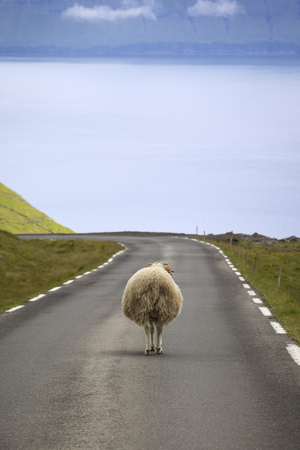 Sheeps always have priority on the Faroe Islands.の写真素材