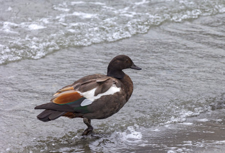 The paradise shelduck, Tadorna variegata, is a large goose-like duck endemic to New Zealand....
