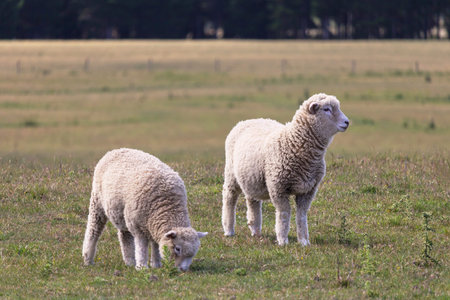 Two sheeps standing on the meadow, New Zealand, South Island.