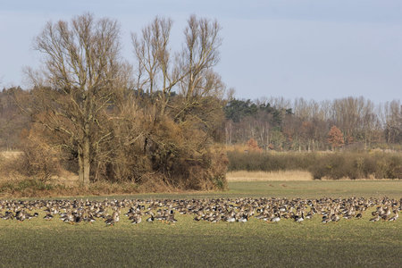 Greater white-fronted gooses and Barnacle gooses on the meadow in winter, Havelland, Brandenburgの写真素材