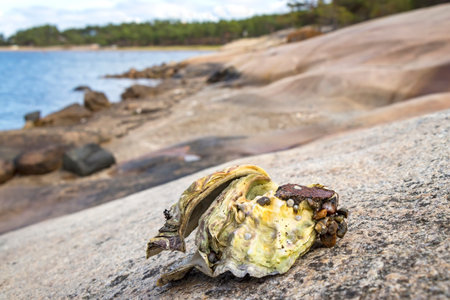Seafood. The Ostreidae, the true oysters, include most species of molluscs commonly consumed as...
