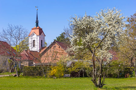 Spring is here. Blossoming fruit trees like here a cherry tree in front of a little village in...