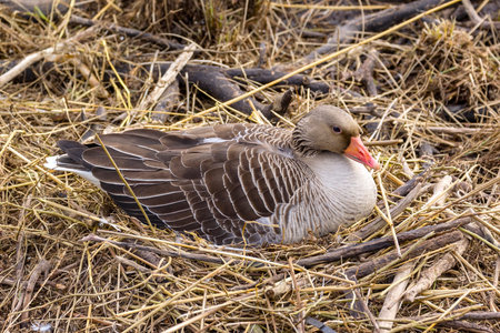 Birds breed everywhere in spring. Here a greylag goose sits on its nest of reeds and straw and hatches its eggs.の写真素材