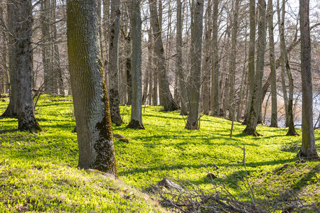 In spring the first bear's garlic grows in light beech forests. This is tasty and exudes a spicy...