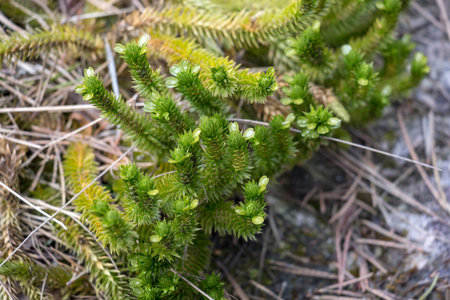 Young plant shoots in spring. Reminiscent of young conifers. Seen in Sweden.の写真素材