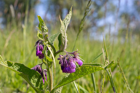 Symphytum officinale is a perennial flowering plant in the family Boraginaceae. Along with thirty four other species of Symphytum, it is known as comfrey. In folklore, Symphytum officinale roots were used in traditional medicine internallyの写真素材
