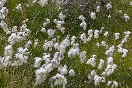 Detail of a meadow with cottongrass. Eriophorum (cottongrass, cotton-grass or cottonsedge) is a genus of flowering plants. They are found throughout the arctic, subarctic, and temperate portions of the Northern Hemisphereの写真素材