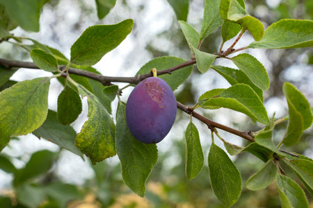 The plums ripen in late summer. Here you can see a typical farm plum on a branch in the garden.