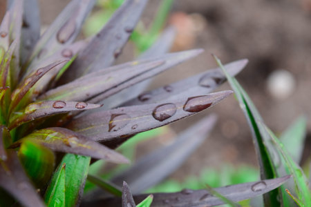 Lily with dew drops in the spring garden. Maroon juicy leaves. Lily and raindrops on the leaves. The...