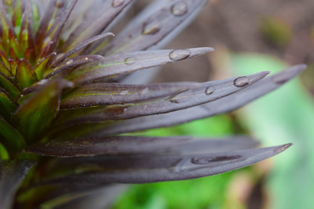 Lily with dew drops in the spring garden. Maroon juicy leaves. Lily and raindrops on the leaves. The...