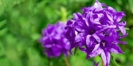 Beautiful purple bellflower on green background. Campanula glomerata in garden. Banner with space for text.の写真素材