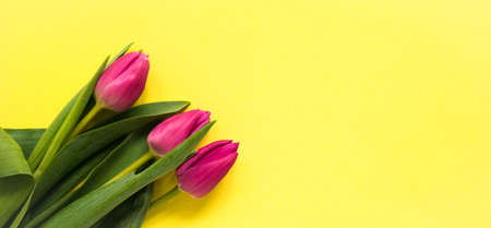 Beautiful spring tulips on yellow background. Concept of Valentines day, Women's Day March eight, Mothers day. Space for text, flat lay.の写真素材