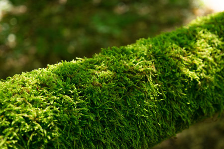 Background of moss growing on a log in a forest