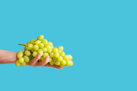 Fresh ripe grape in female hand on blue backgroundの写真素材