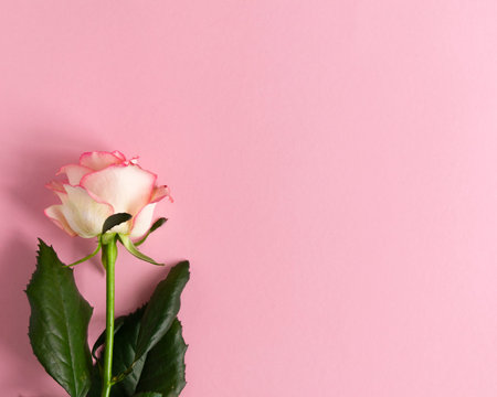 Pink rose on pink background. Concept of Valentine's day, mother's day, women's day and birthday....