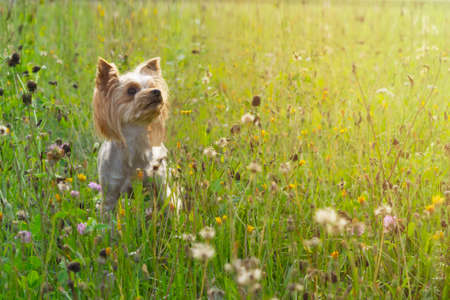 Positive small York playing on green grass. Yorkshire Terrier dog stands on summer fieldの写真素材