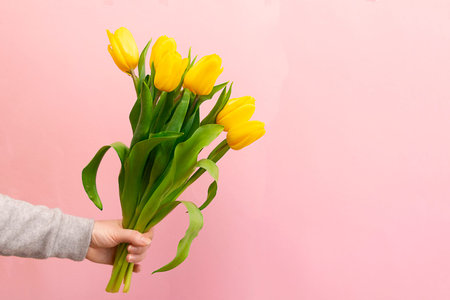 Womans hand with a bouquet of yellow tulips on pink background