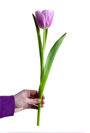 A purple tulip in womans hand isolated on white background.の写真素材
