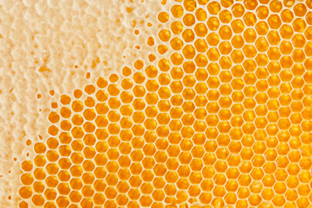 Honeycombs with sweet golden honey on whole background, close up. Background texture, pattern of...