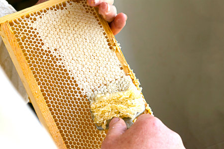 Uncapping honey cells with a fork. Professional beekeeper holds wooden frame with bee honeycomb in...