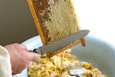 Uncapping honey cells with a fork. Professional beekeeper holds wooden frame with bee honeycomb in...