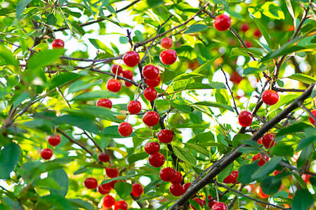 red ripe heart cherries hanging on the branch of a cherry tree, surrounded by green leaves and other cherries in the background. natural vitamins berries in gardenの写真素材