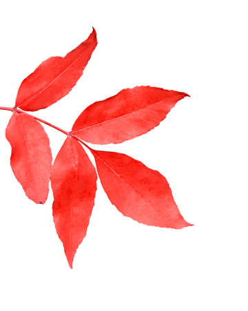 Autumn leaf of ash tree isolated on white backgroundの写真素材