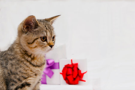 Beautiful scottish straight kitten and white gift box with purple bow on grey backgroundの写真素材