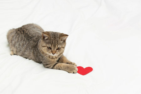 Valentines Day cat. Beautiful small scottish straight kitten lie on white blanket with red hearts .の写真素材