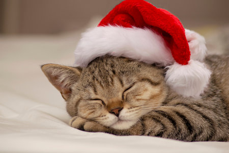 Christmas cat. Beautiful small scottish straight kitten sleeping on white blanket with red Santa hat .の写真素材