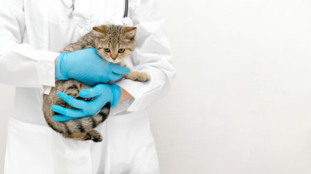 Beautiful small scottish straight kitten with veterinarian doctor. Veterinary clinic. Banner with copy space. Health care cat.の写真素材