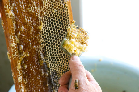Uncapping honey cells with a fork. Professional beekeeper holds wooden frame with bee honeycomb in...