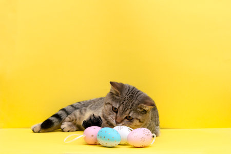 Beautiful small scottish straight kitten sitting with colored easter eggs on yellow backgroundの写真素材