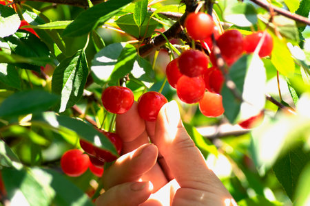 red ripe heart cherries hanging on the branch of a cherry tree, surrounded by green leaves and other cherries in the backgroundの写真素材
