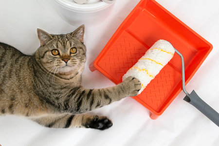 Beautiul scottish straight cat lying against paint can, roller and paint tray for painting wall on the floor. top viewの写真素材